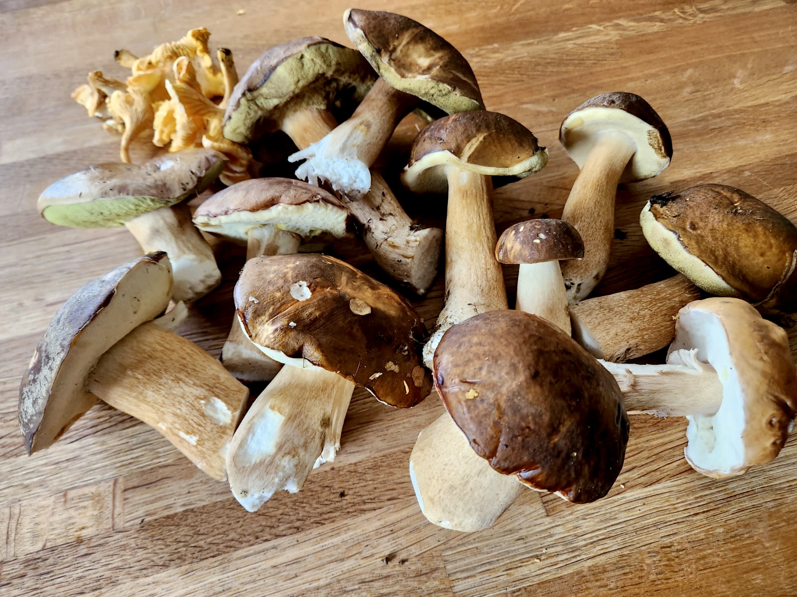 Cueillette de cèpes